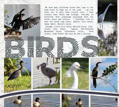 "Birds" digital scrapbook layout features ScrapSimple Digital Layout Album Templates: Scrap It Monthly 5 Series 1