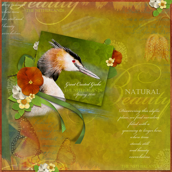 Great Crested Grebe layout by Brandy Murry. See below for links to all products used in this digital scrapbooking layout.